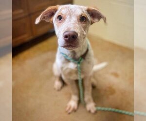 - Mix Dogs for adoption in Fredericksburg, TX, USA