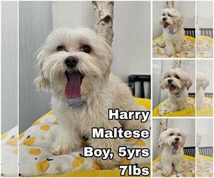 Maltese Dogs for adoption in Seattle, WA, USA