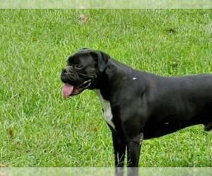 Boxer Dogs for adoption in Albemarle, NC, USA