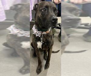 Plott Hound Dogs for adoption in Forestville, MD, USA