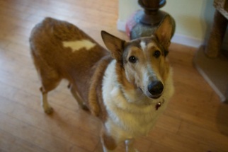 Medium Photo #1 Collie Puppy For Sale in Stafford, TX, USA