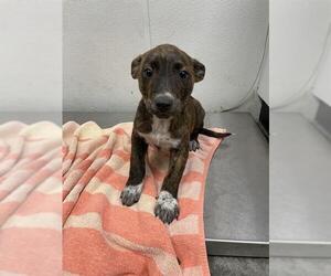 Labrador Retriever Dogs for adoption in Rosenberg, TX, USA