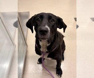 Labrador Retriever Dogs for adoption in Baytown, TX, USA