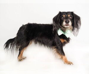 Colonial Cocker Spaniel-Dachshund Mix Dogs for adoption in phoenix, AZ, USA