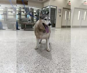 Siberian Husky Dogs for adoption in Pasadena, TX, USA
