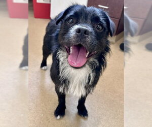 Miniature Schnauzer-Norfolk Terrier Mix Dogs for adoption in Derwood, MD, USA