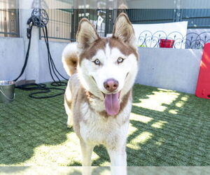 - Mix Dogs for adoption in Pasadena, CA, USA