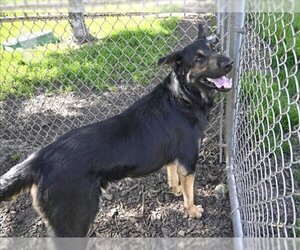 German Shepherd Dog Dogs for adoption in Decatur, IL, USA