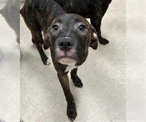 American Pit Bull Terrier Dogs for adoption in Saginaw, MI, USA