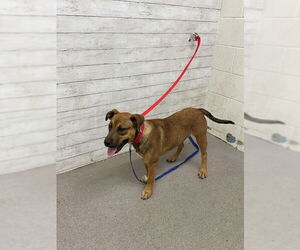 American Pit Bull Terrier-German Shepherd Dog Mix Dogs for adoption in San Bernardino, CA, USA