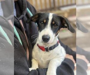 Chihuahua Dogs for adoption in Santa Maria, CA, USA