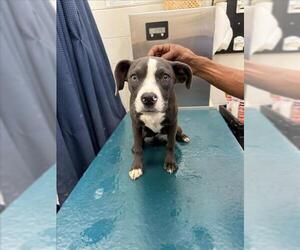 Bulldog-Unknown Mix Dogs for adoption in Mobile, AL, USA