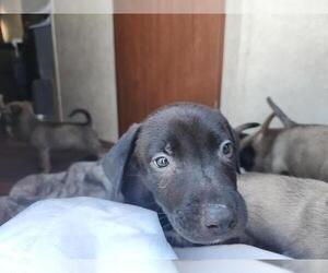 Staffordshire Bull Terrier-Unknown Mix Dogs for adoption in Houston, TX, USA