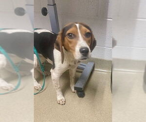 Beagle Dogs for adoption in Easton, MD, USA