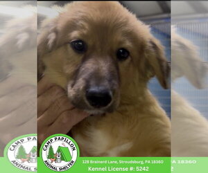 English Shepherd Dogs for adoption in Stroudsburg, PA, USA