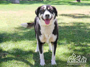 Borador Dogs for adoption in Irvine, CA, USA
