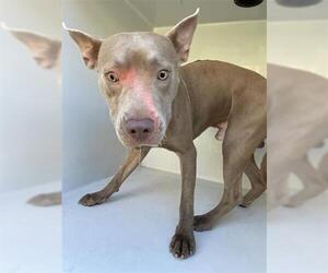 American Pit Bull Terrier-Unknown Mix Dogs for adoption in Houston, TX, USA