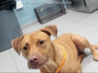 American Staffordshire Terrier Dogs for adoption in Corpus Christi, TX, USA