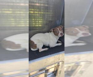 Chihuahua-Unknown Mix Dogs for adoption in San Antonio, TX, USA