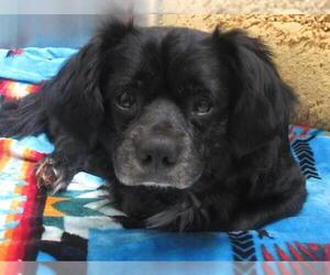 Chilier Dogs for adoption in Orange, CA, USA
