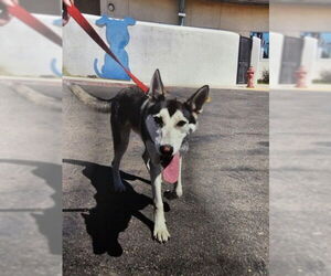 - Mix Dogs for adoption in Tracy, CA, USA