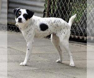 Beagle-English Setter Mix Dogs for adoption in Siler City, NC, USA