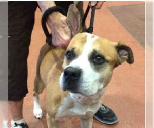 Bullboxer Pit Dogs for adoption in Phoenix, AZ, USA