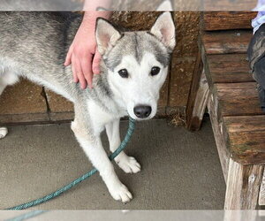 Siberian Husky Dogs for adoption in Tulsa, OK, USA