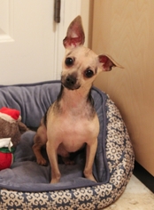 Chihuahua Dogs for adoption in McDonough, GA, USA