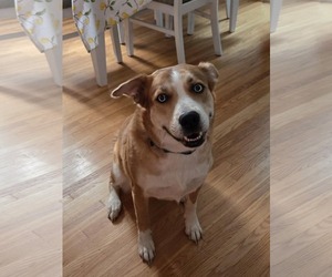 Huskies -Unknown Mix Dogs for adoption in Rochester, NY, USA