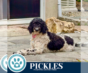 Mutt Dogs for adoption in Kimberton, PA, USA