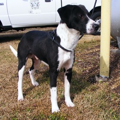 Borador Dogs for adoption in New Bern, NC, USA