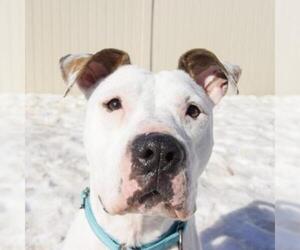 American Staffordshire Terrier Dogs for adoption in Wadena, MN, USA