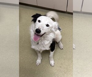 Border Collie Dogs for adoption in Petaluma, CA, USA