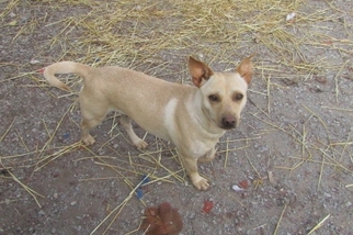 Beagi Dogs for adoption in Rutledge, TN, USA