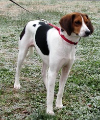 Medium Photo #1 Treeing Walker Coonhound Puppy For Sale in Rockaway, NJ, USA