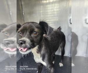 Chihuahua-Unknown Mix Dogs for adoption in San Antonio, TX, USA
