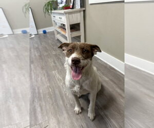 Mutt Dogs for adoption in Emmett, ID, USA
