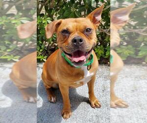 Boxer-Pug Mix Dogs for adoption in Royal Palm Beach, FL, USA
