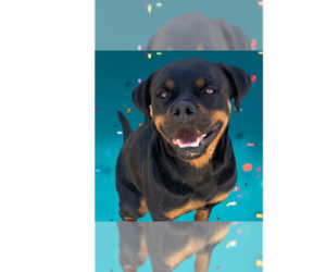 Rottweiler Dogs for adoption in Gilbert, AZ, USA