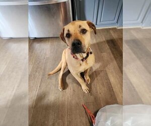 Mastador Dogs for adoption in garner, NC, USA