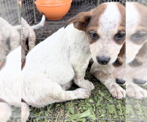 Mutt Dogs for adoption in Houston, TX, USA