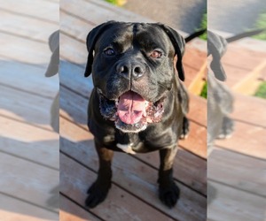 Mutt Dogs for adoption in Duluth, MN, USA