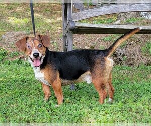 Raggle Dogs for adoption in Wetumpka, AL, USA