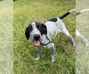 Pointer-Unknown Mix Dogs for adoption in Tarrytown, GA, USA