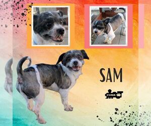 Shih Tzu Dogs for adoption in Lindsay, CA, USA
