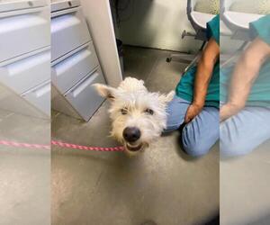 Mutt Dogs for adoption in Santa Cruz, CA, USA