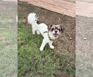Shih Tzu-Unknown Mix Dogs for adoption in Phoenix, AZ, USA