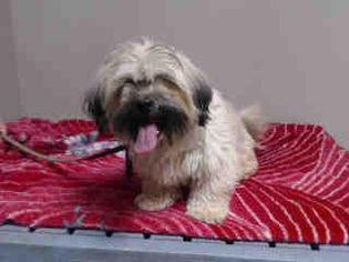 Lhasa Apso Dogs for adoption in Lake Forest, CA, USA