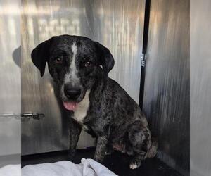 Australian Shepherd-Unknown Mix Dogs for adoption in San Antonio, TX, USA